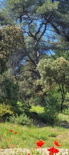 Saint-Esteve-Janson Les Bois De Zola Entre Provence Et Luberonアパートホテル 部屋 写真